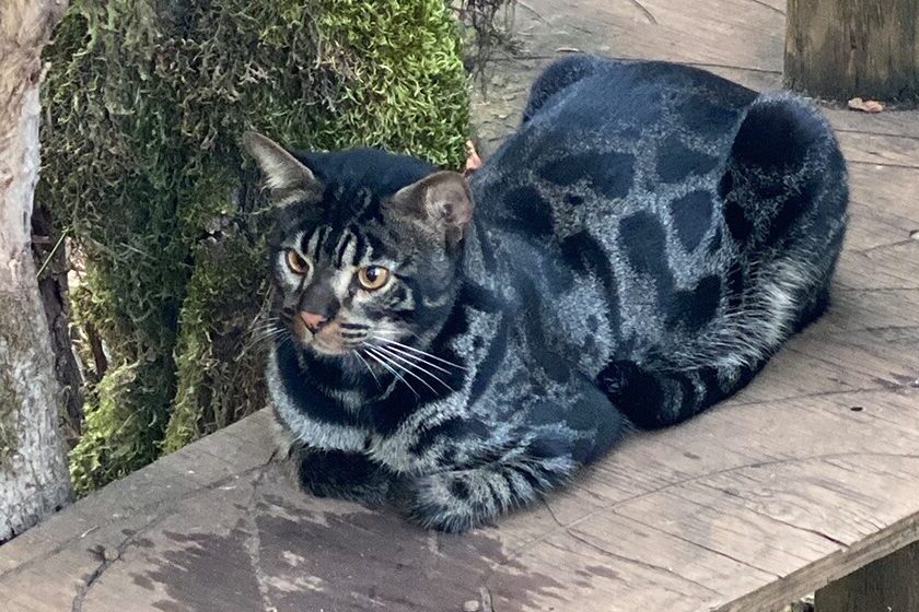 Ocelot mixed with domestic sales cat