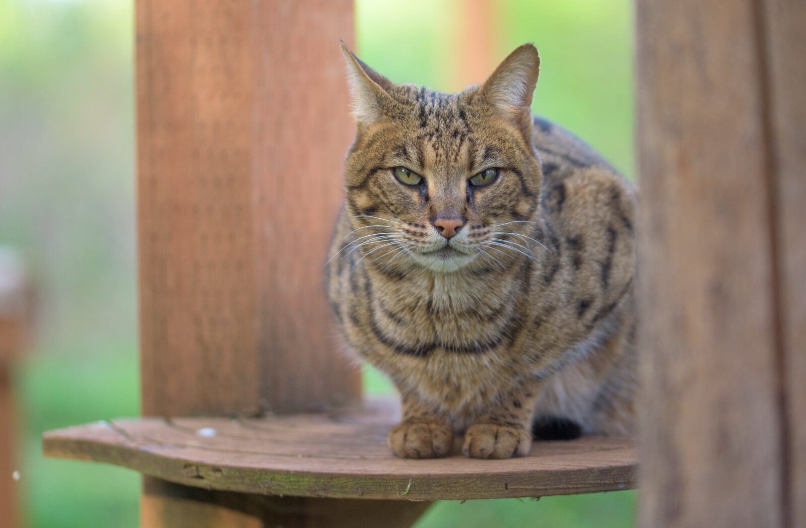 lynx domestic cat hybrid