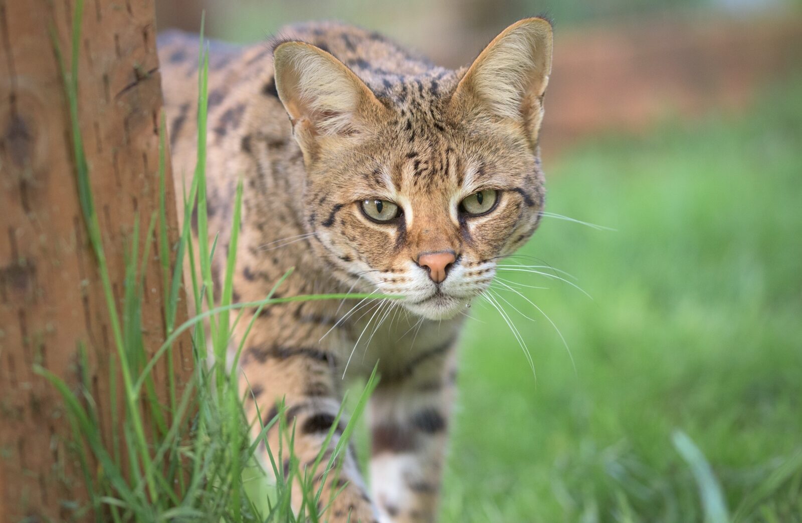 Fishing Cats African Wild Cat - WildCat Ridge Sanctuary