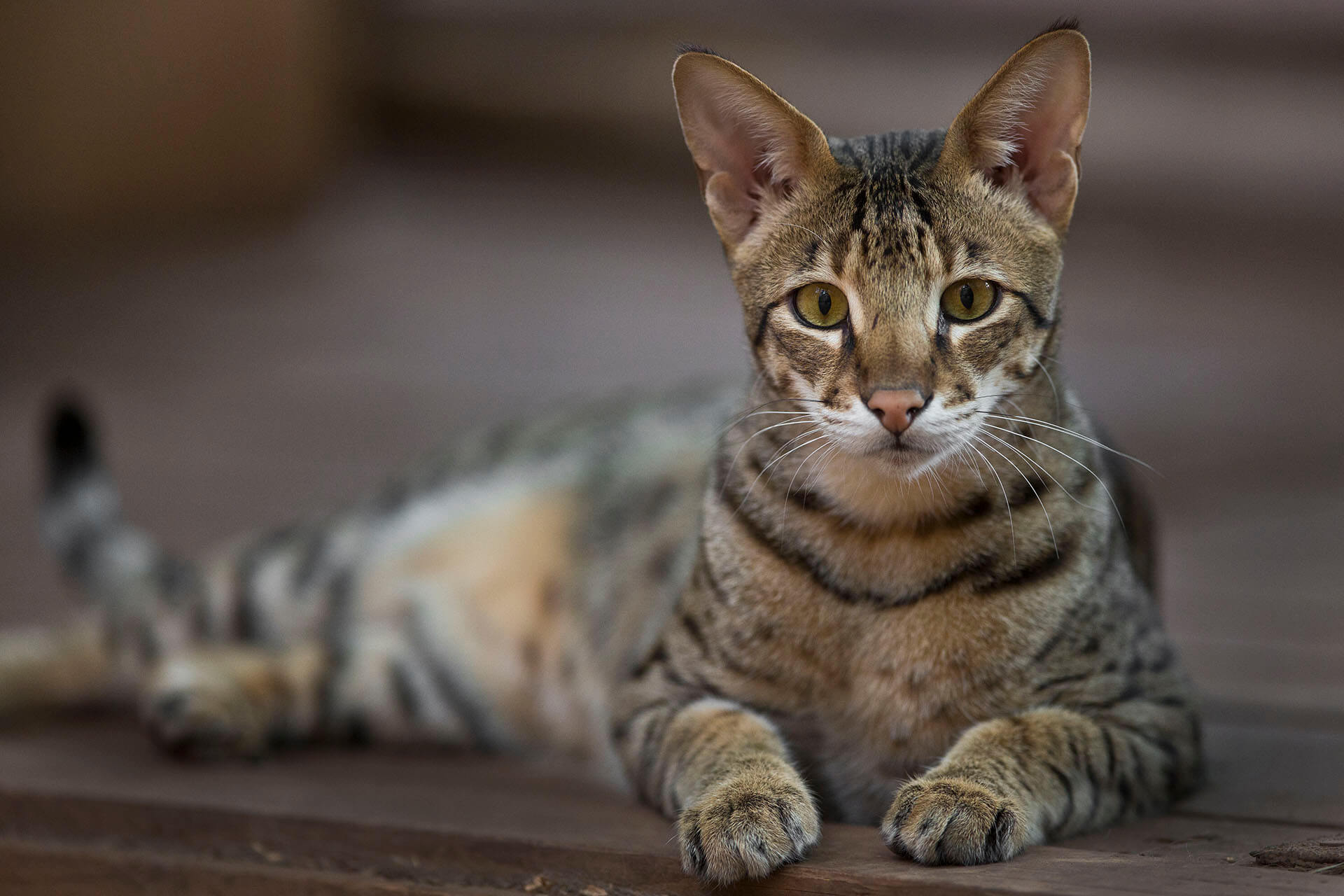 Hybrids - WildCat Ridge Sanctuary