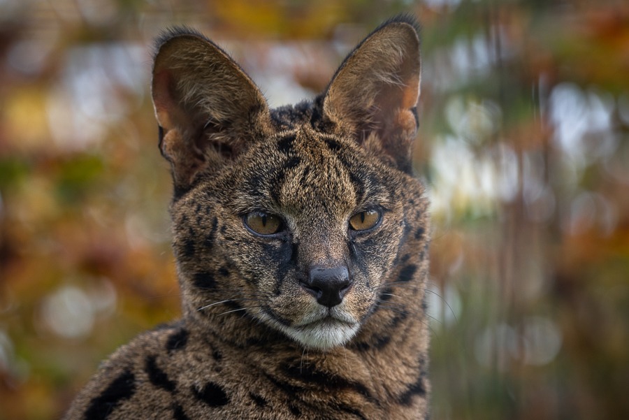 lynx domestic cat hybrid