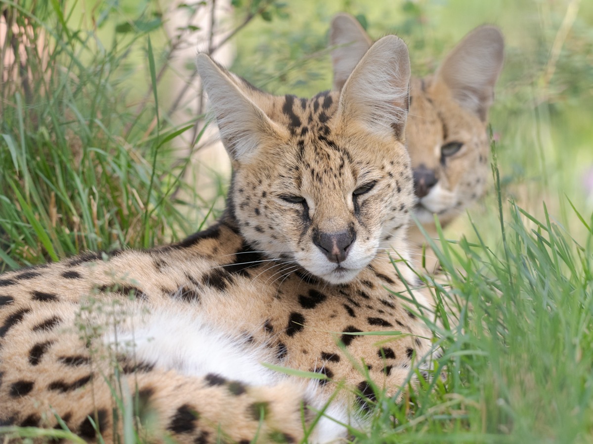 Cairo and Misha Serval