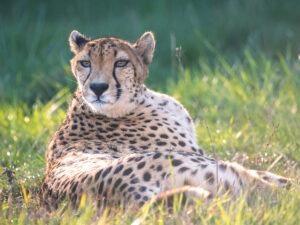 Addison Cheetah