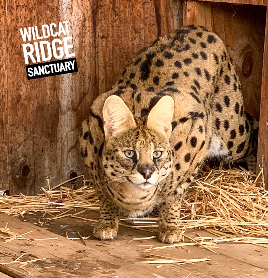 A Rescue Story – Part 2: Four Servals and a Jungle Cat