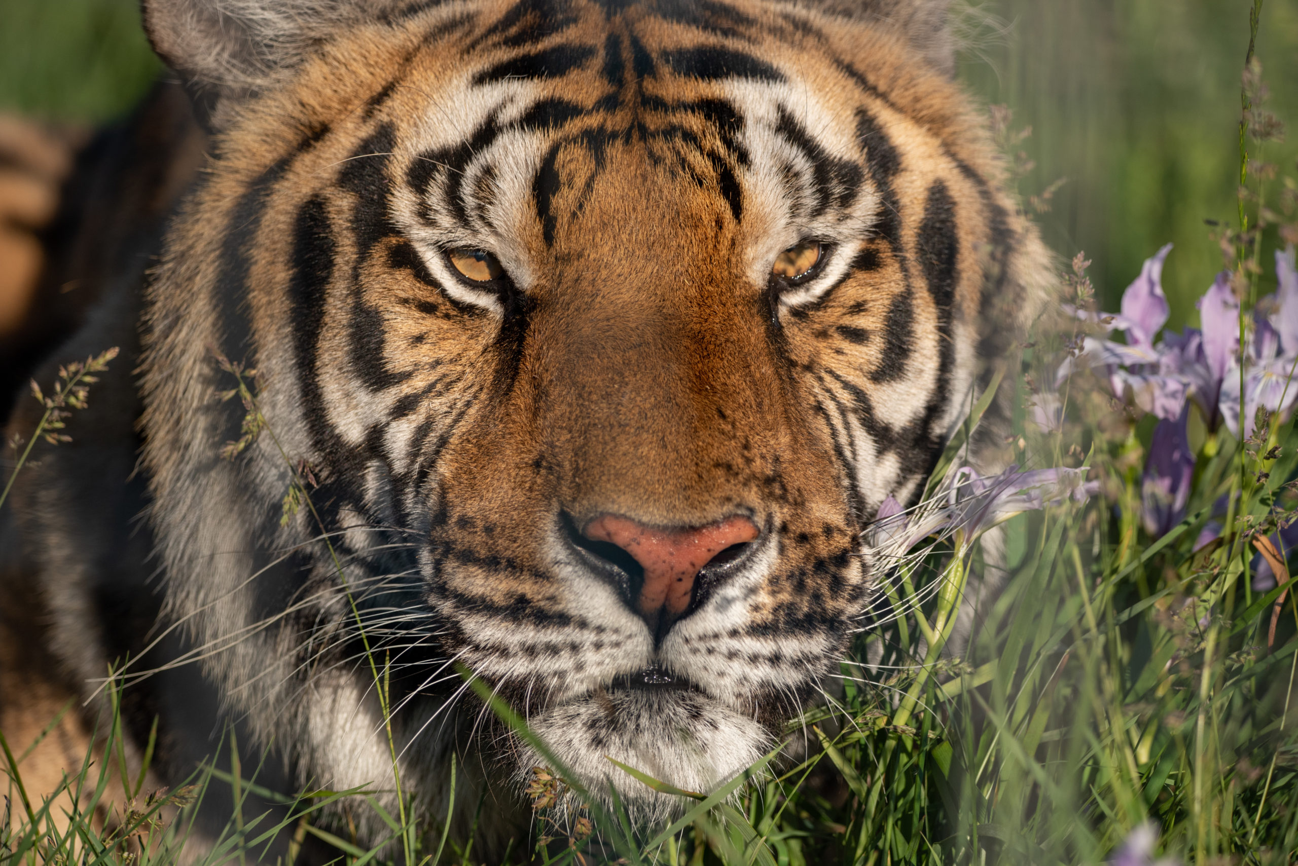 Tiger King – Can it be a Win for the Animals?