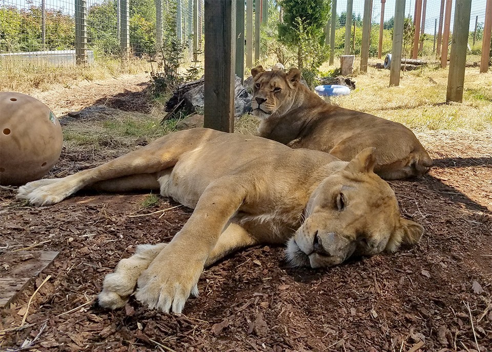 A Rescue Story – Part 1: Two Lion Queens and a Serval