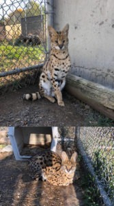 BC SPCA seizes 13 exotic serval cats