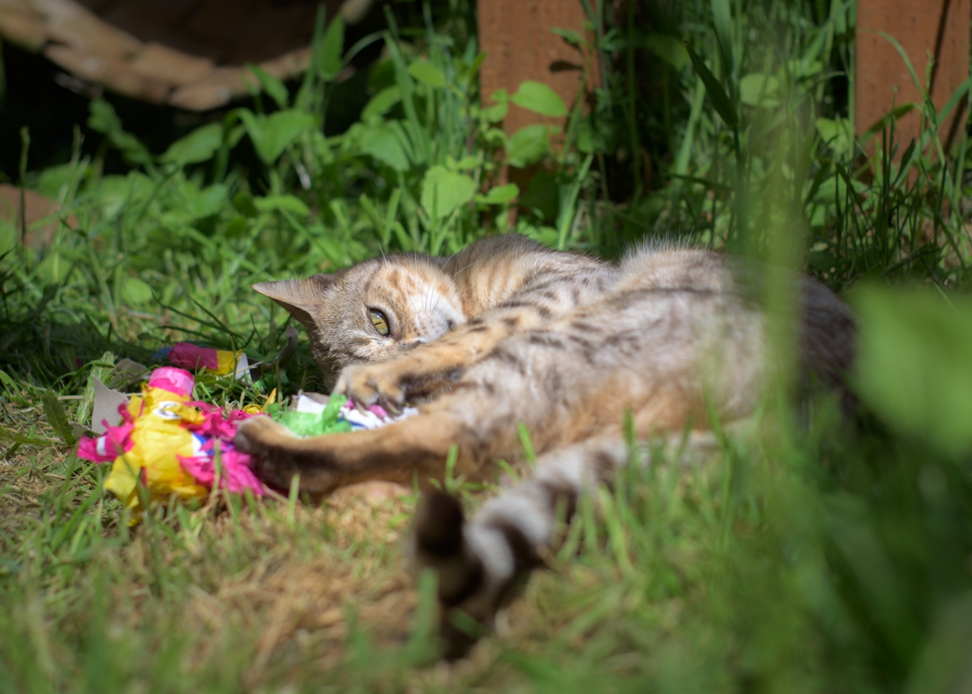 what-is-a-hybrid-cat-wildcat-ridge-sanctuary