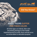 The Reality of White Tigers