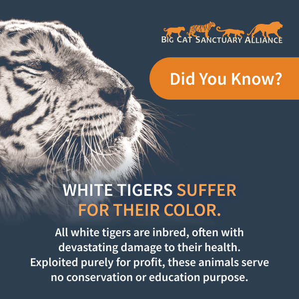 The Reality of White Tigers