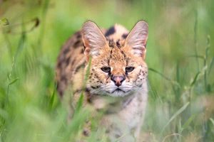 Hunter