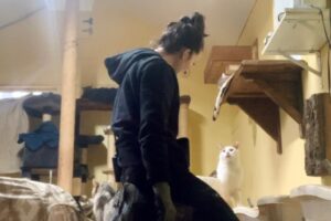 Rebecca working with the little cats