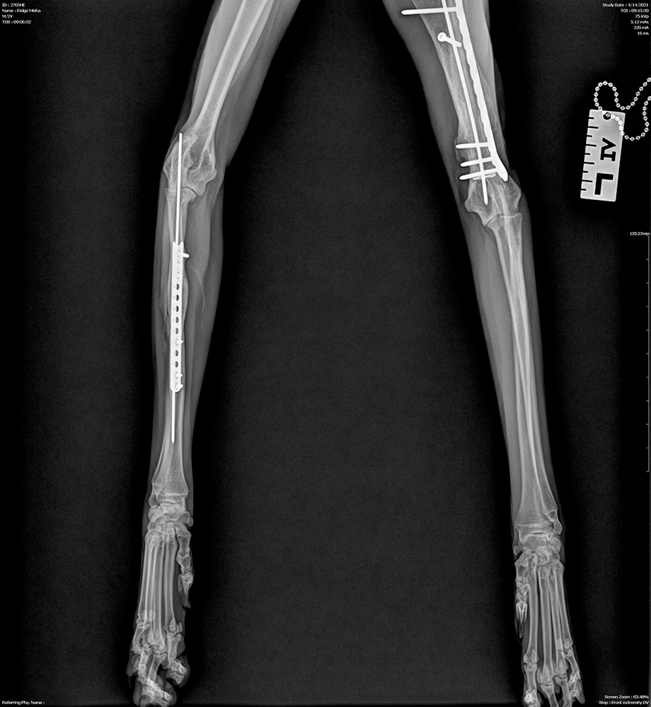 Cat Ridge Fragile Grace: Understanding Metabolic Bone Disease in Captive Wild ...