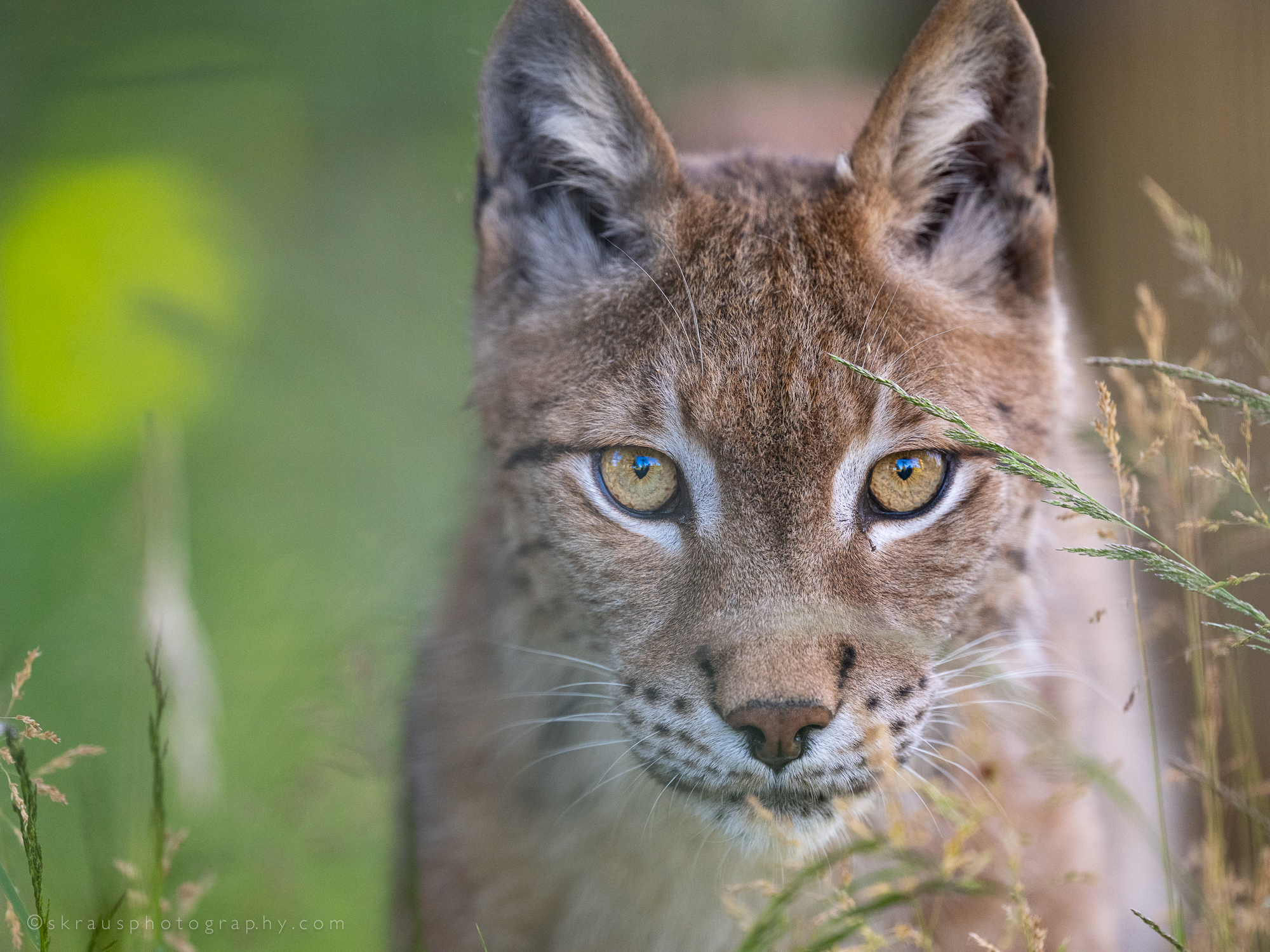 Oliver Lynx WildCat Ridge Sanctuary