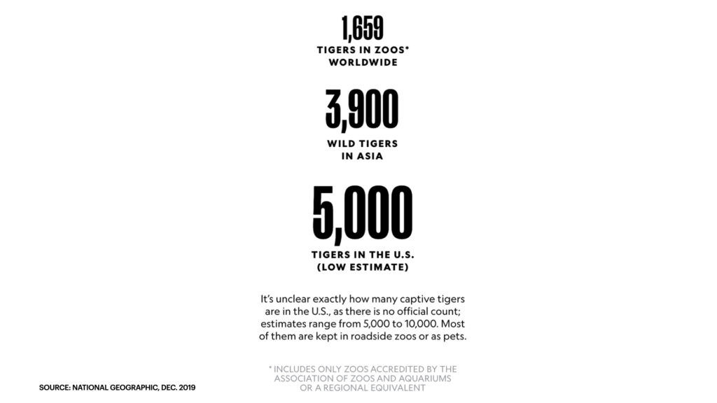 Tigers in the US - Numbers
