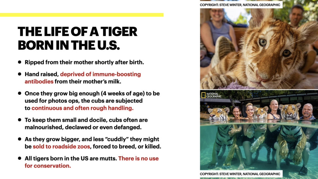 Tigers in the US - Life of a Tiger