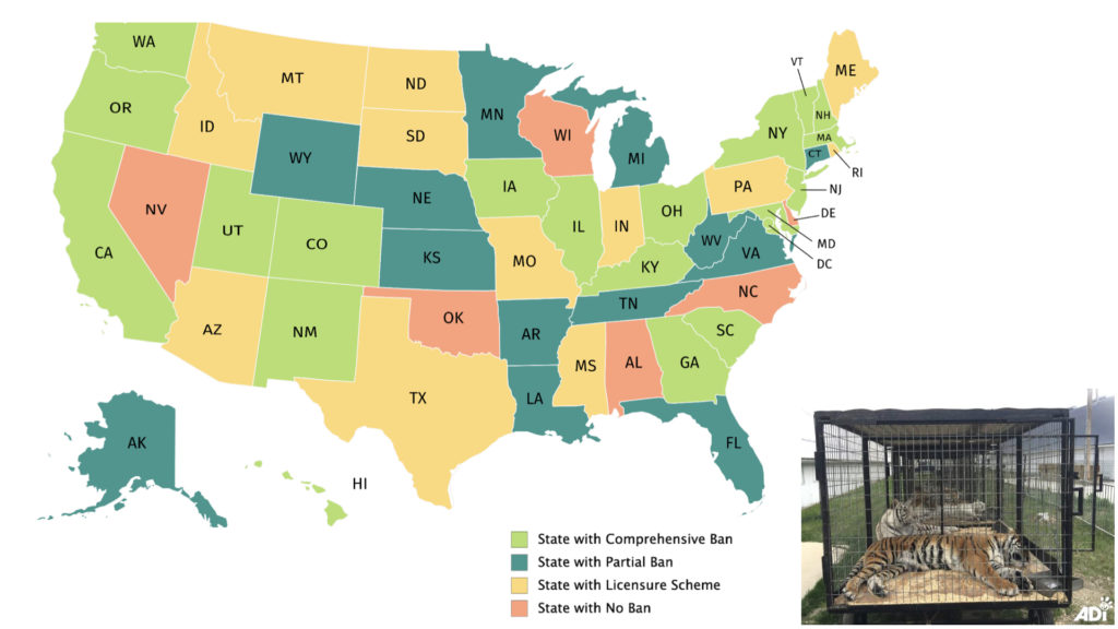 Tigers in the US - Map