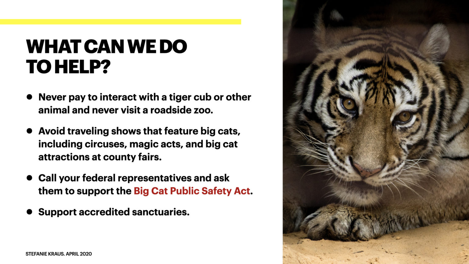 Cub Petting, Roadside Zoos and Sanctuaries - WildCat Ridge Sanctuary