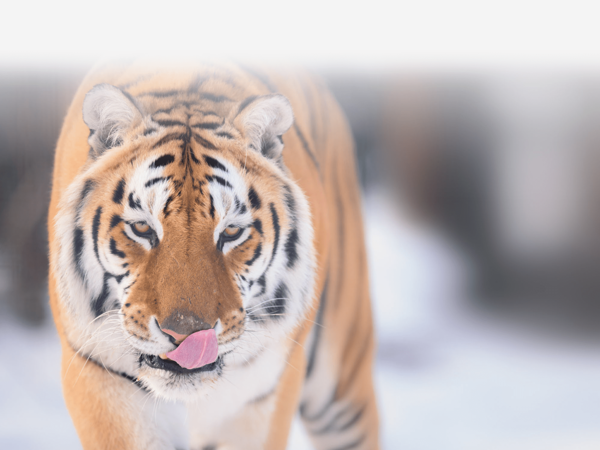 Scout tiger WildCat Ridge Sanctuary in the snow