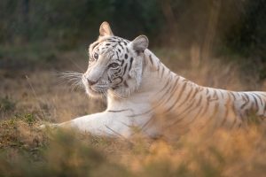 Maharani - Lazy Sunday Afternoon