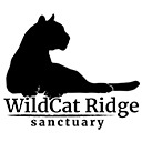 Hybrids - WildCat Ridge Sanctuary