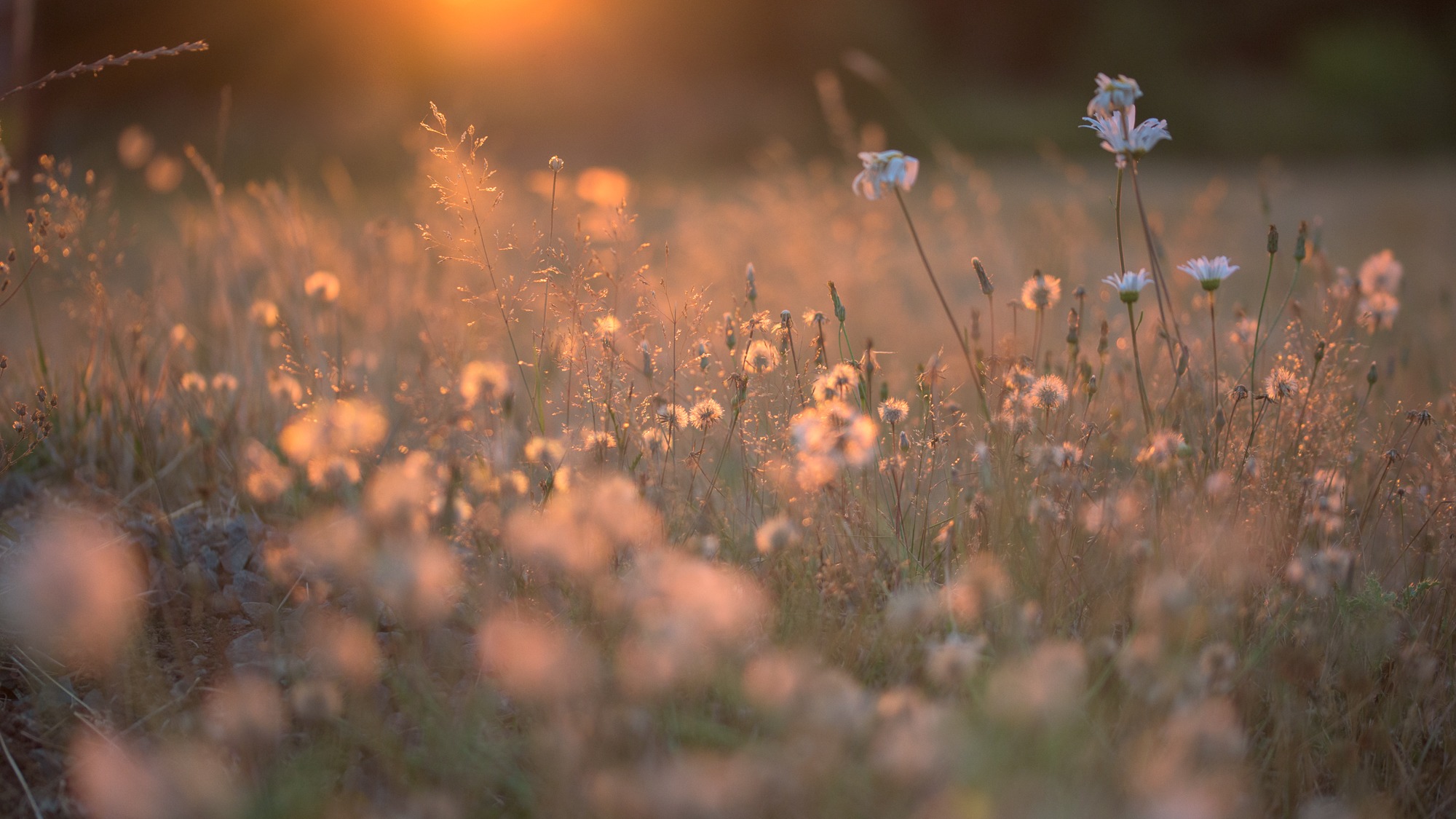 Sunset at the sanctuary