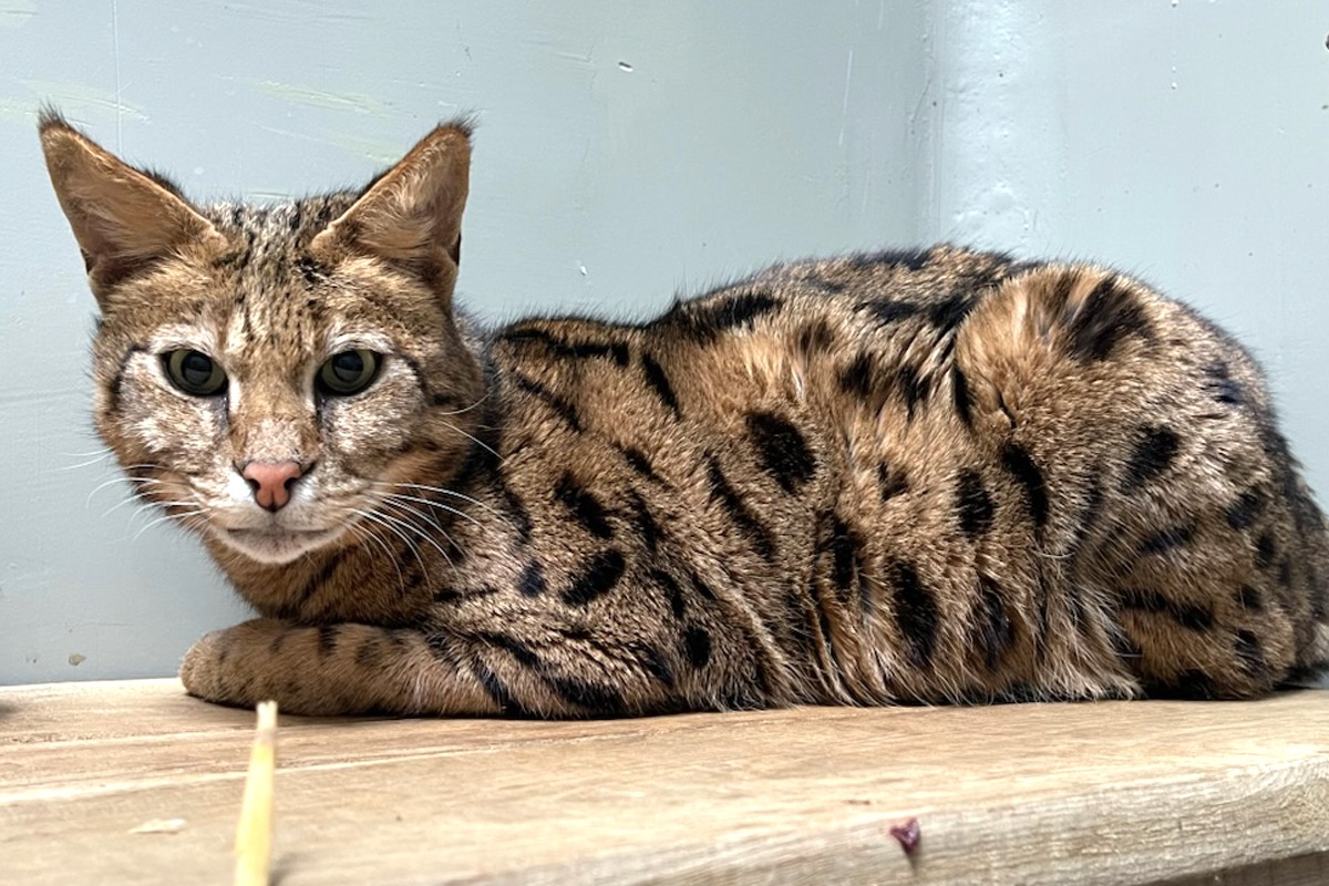 Avataras Savannah Cat