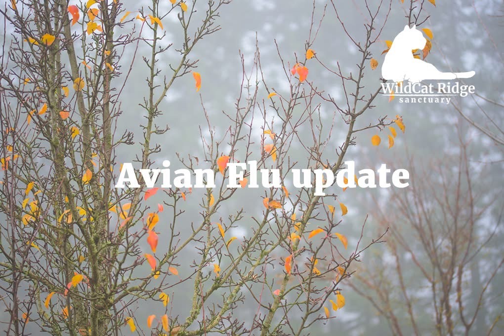 Avian Flu Close To Home