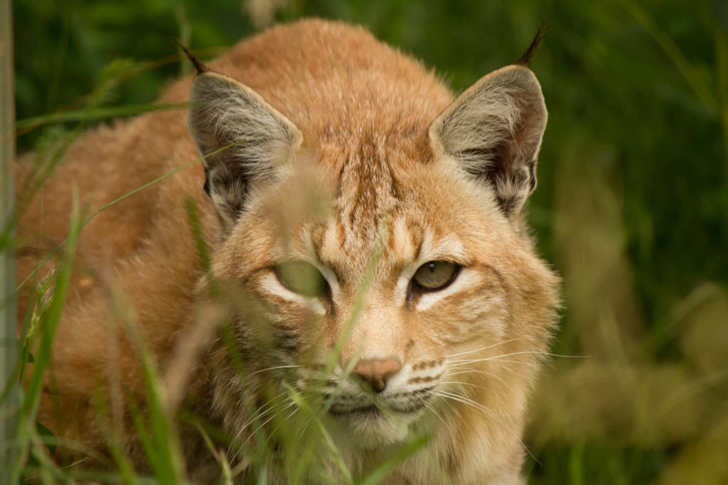 Facts About Bobcats - WildCat Ridge Sanctuary Where does a bobcat live?