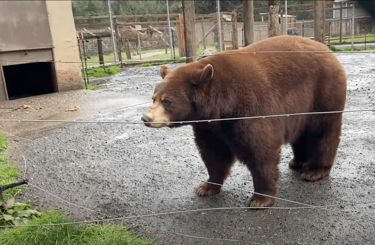 bear at West Coast Game Park