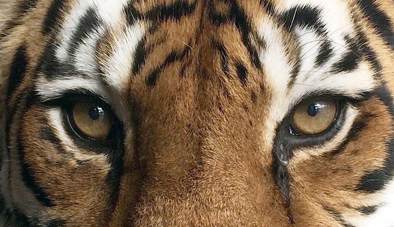 Tigers in America – Cub Petting, Roadside Zoos and Sanctuaries