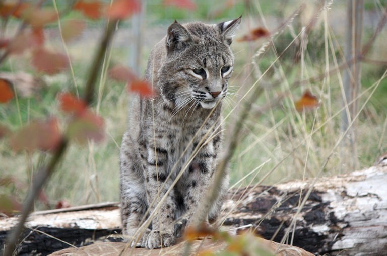 Facts About Bobcats - Wildcat Ridge Sanctuary Where Does A Bobcat Live?