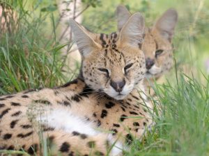 Meet our Servals