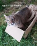 Josie in the Box