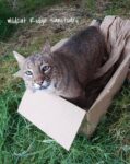 Josie in the Box