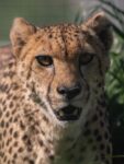 Addison Cheetah