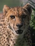 Addison Cheetah