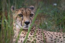 Addison Cheetah