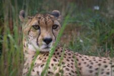 Addison Cheetah