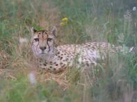 Addison Cheetah