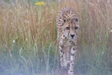Addison Cheetah