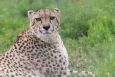 Addison Cheetah