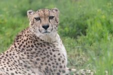 Addison Cheetah