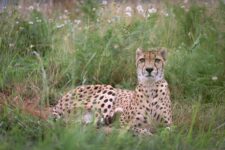 Addison Cheetah