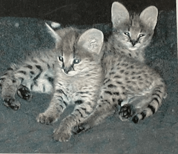 Baby Safari Before WCR