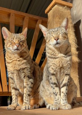 Bagira and Bondas