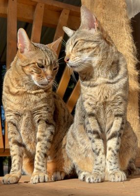 Bagira and Bondas
