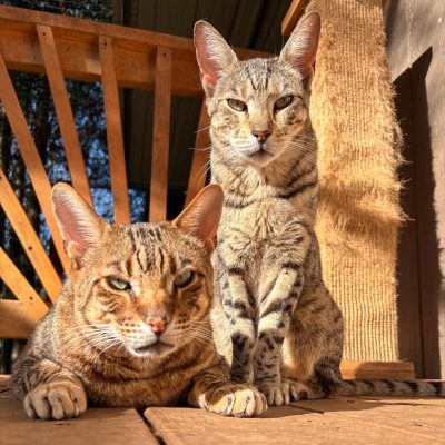 Bagira and Bondas