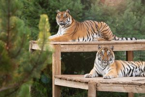 Meet our Tigers