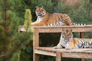 Meet our Tigers